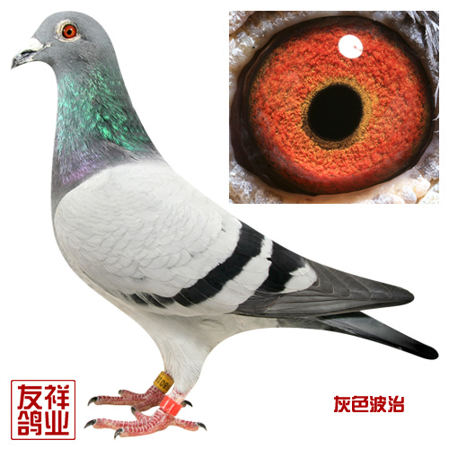 灰色波治